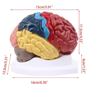 2023 Nieuwe levensgrote Menselijke Hersenen Functioneel Gebied Anatomie Model voor de Wetenschap Klassikaal